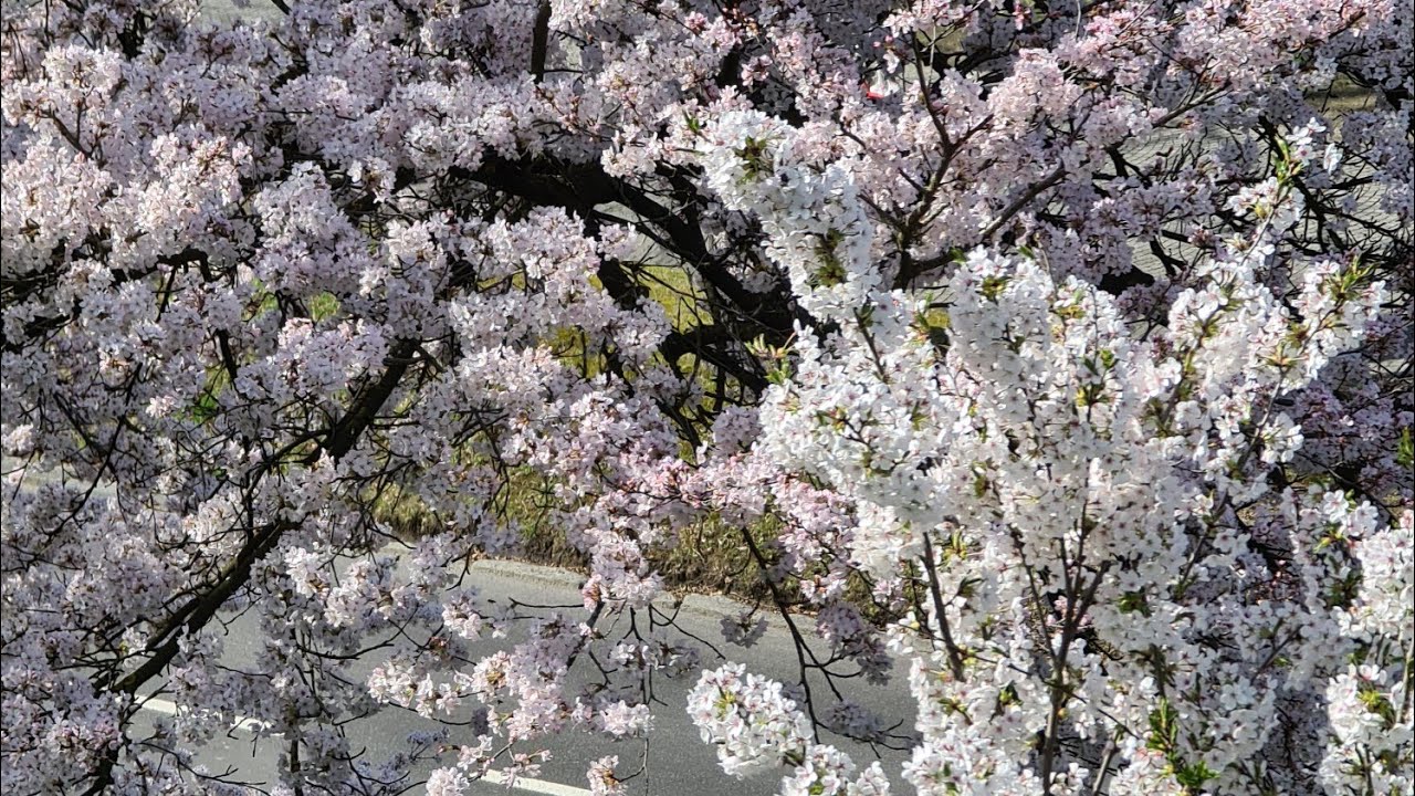 Rosengarden Cherry blossom Rosengarten Kirschbl&uuml;ten Bern Schweiz