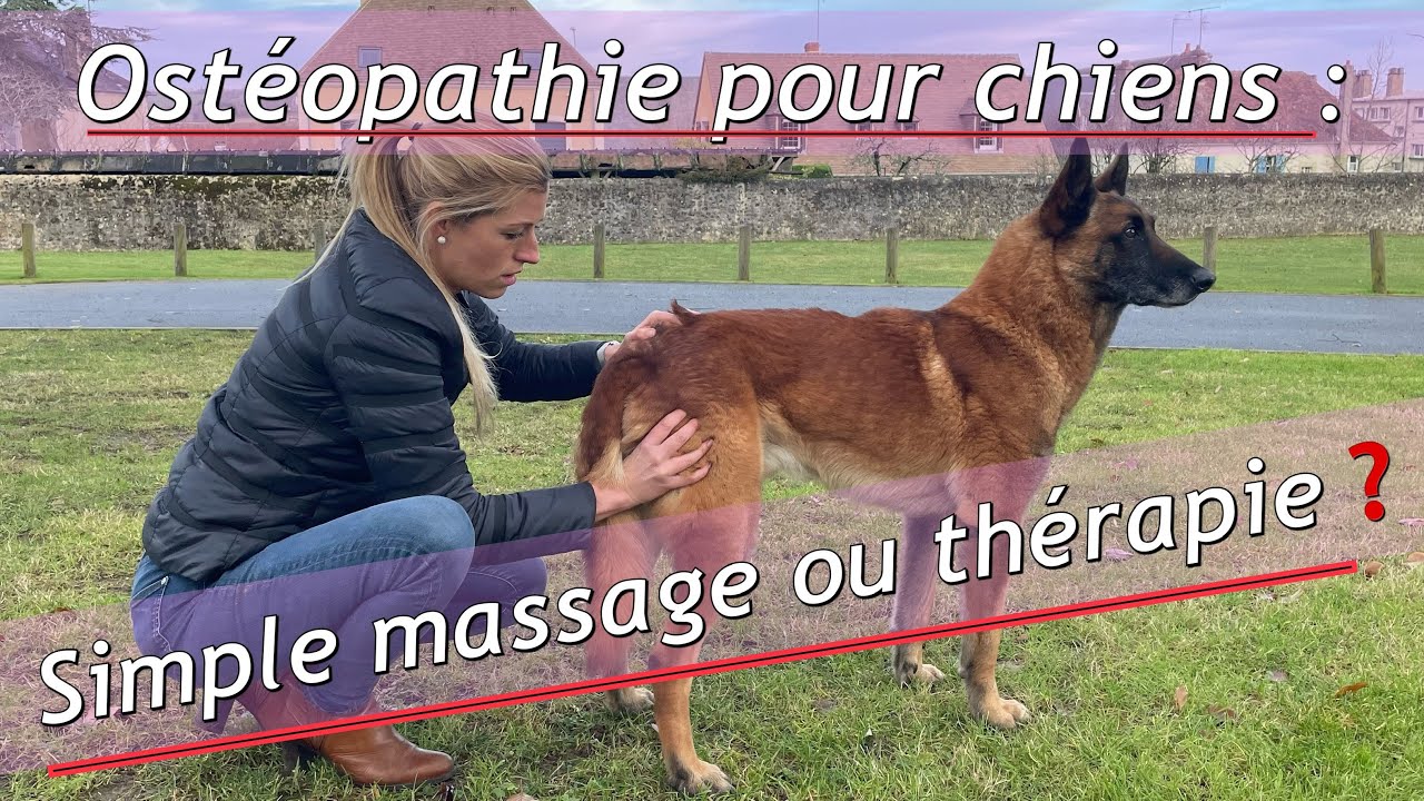 OSTÉOPATHIE CANINE : assistez à la séance de mon #MALINOIS HOT DOG & tout savoir de cette discipline