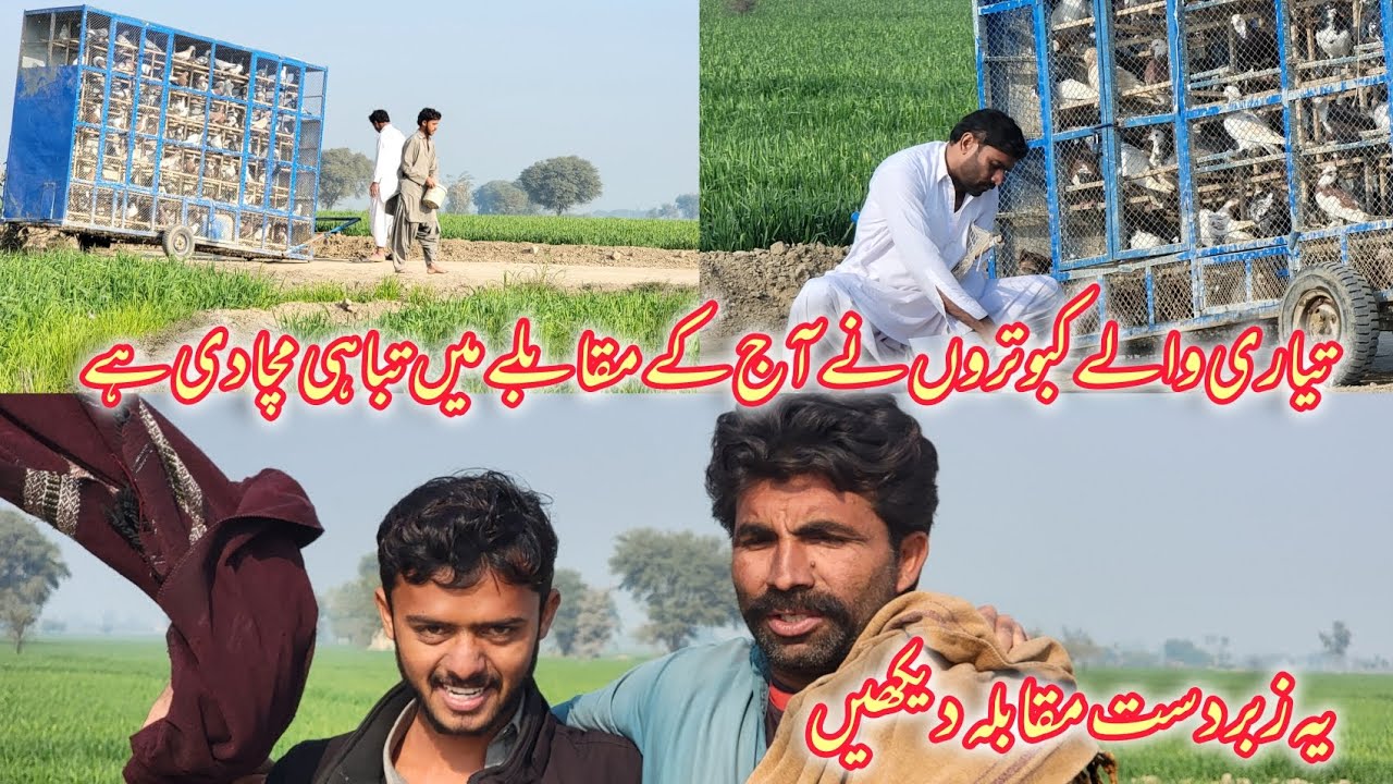 Trained Pigeons Created Chaos | Epic Kabootar Baazi Competition 2026