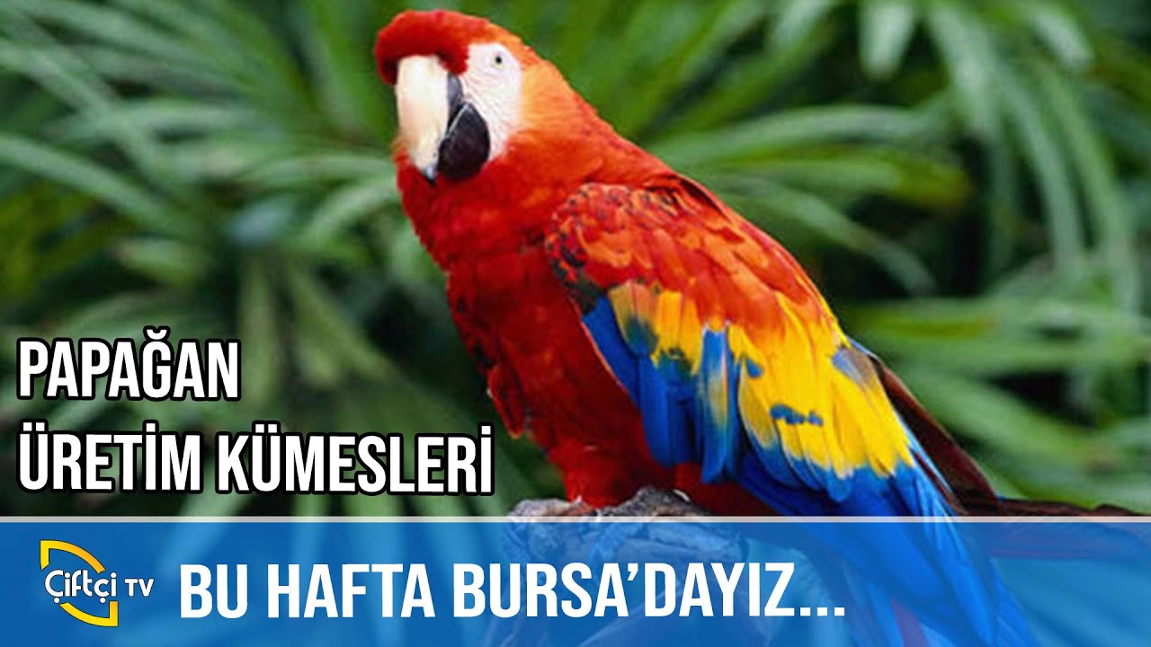 Papağan Üretim Kümesleri - SÜSLÜ