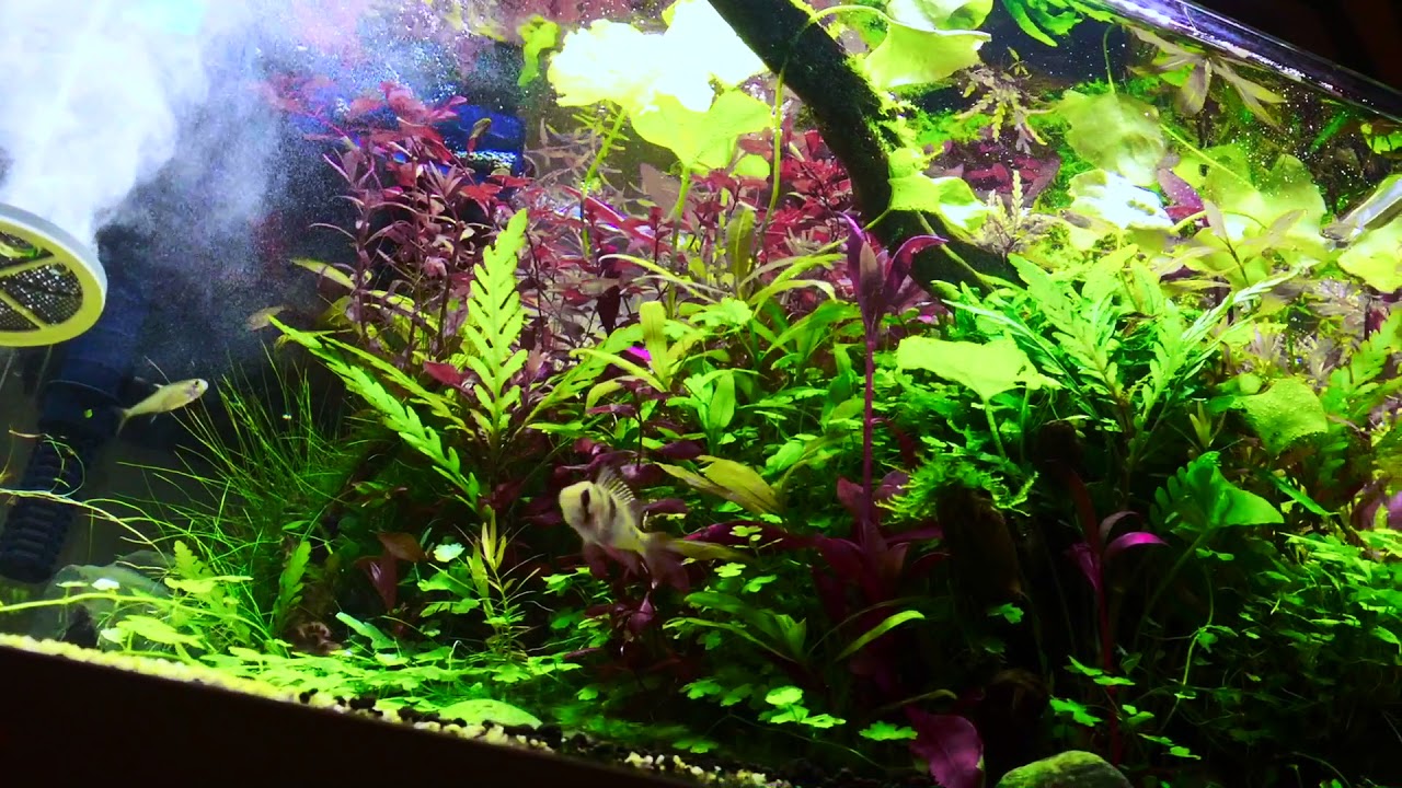 ADA 45P
