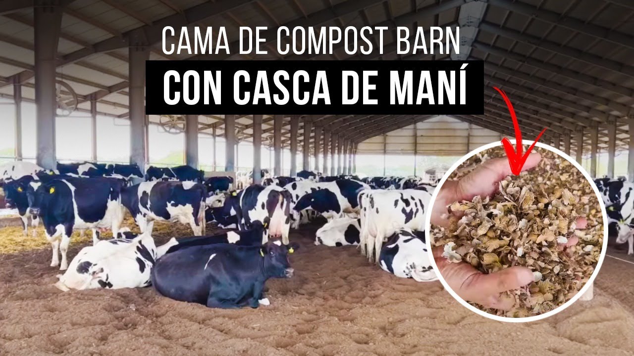 El manejo del Compost Barn en la Finca EL MONCHO en Córdoba, Argentina