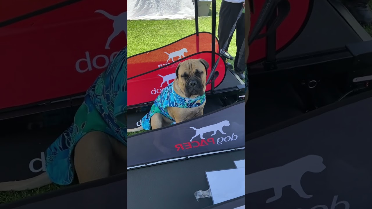 Get a DogPacer for your dog! #dogpacer #dogtrainer #doglife #dogtreadmill