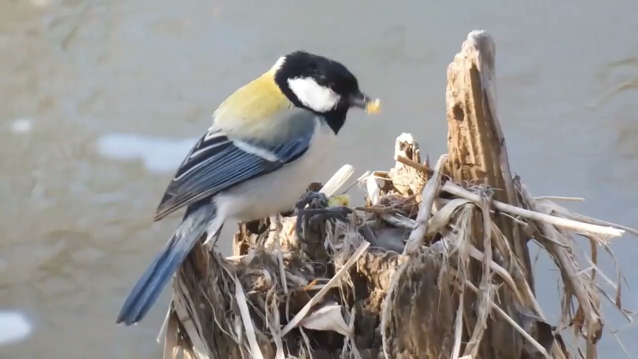 野鳥・シジュウカラ　　追いかけて追いかけやっと四十雀