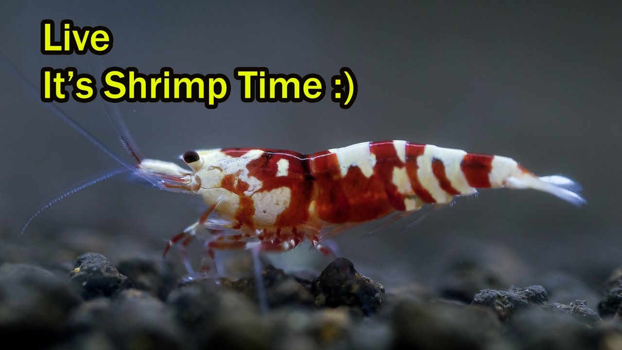Shrimp Time &ndash; Krewetki Akwariowe - live