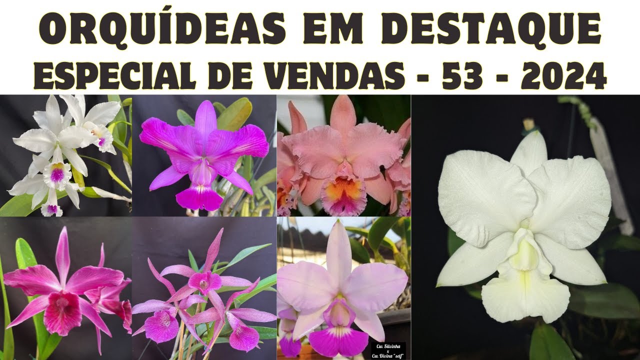 ORQUÍDEAS em DESTAQUE - Especial de Vendas 53 - 2024 - MUDAS ADULTAS DE PLANTAS EXTREMAMENTES RARAS
