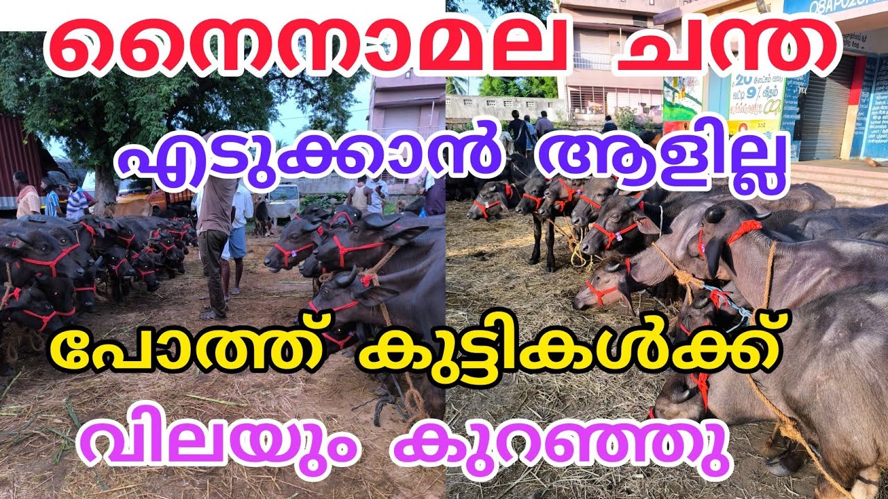 ഈആഴ്ചയിലെ വിലനിലവാരം#anwarvlog #buffalomarketvideotamilnadu#animals#buffalomarketvideo#cattlemarket 
