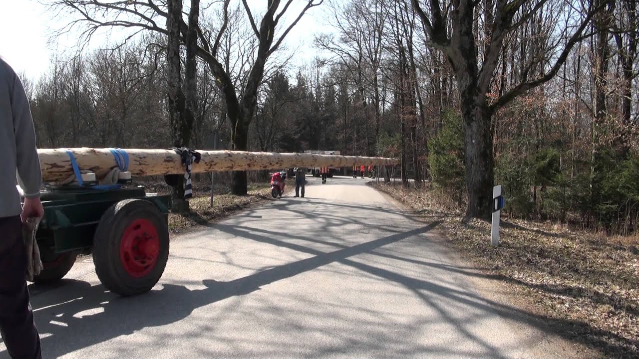 Der Maibaum konmmt in d`Wach