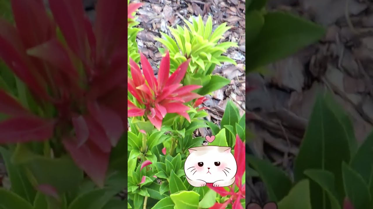 Pieris Japoński : ) #pieris #krzew zimozielony #ogrod