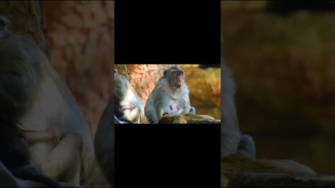Amber  monkeys group