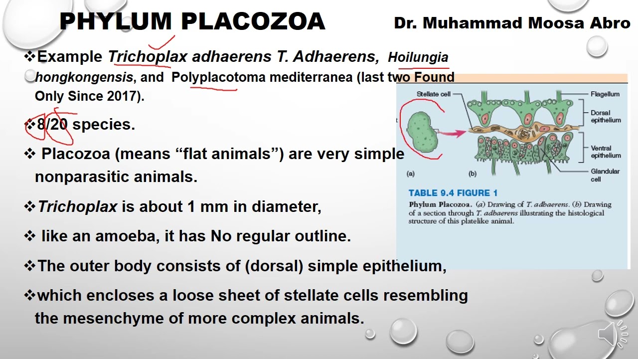 Phylum Placozoa