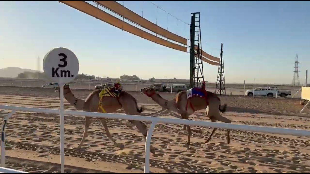 سباق الميادين الشوط الاول بكار ثنايا رئيسي وطن لـ عبدالرحمن عيد العطوي التوقيت 10:20:74