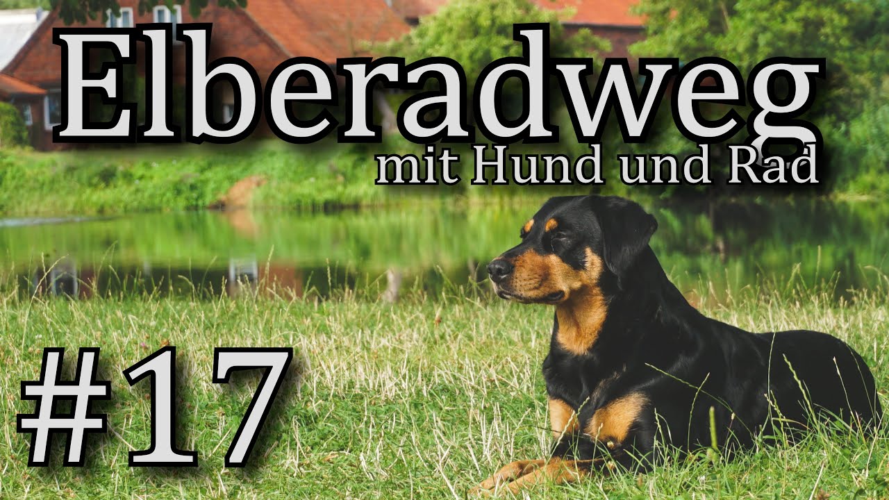 #17 ein Zimmermann auf reisen ... /mit Hund und Rad auf dem Elberadweg