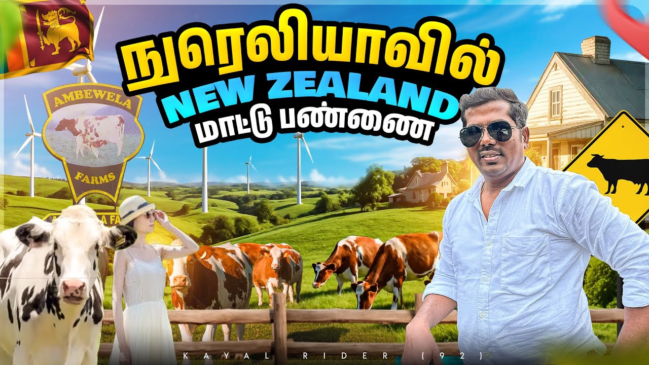 என்னடா மாடுகளை இப்படி கொடுமை படுத்துறீங்க😥#Ambewala Farm| இலங்கையில் kutty New Zealand 🇱🇰