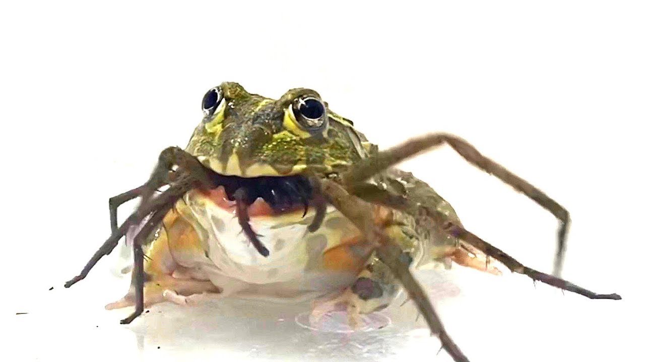 pocohead🐸mmmmmmmm! This is the Bomb!!