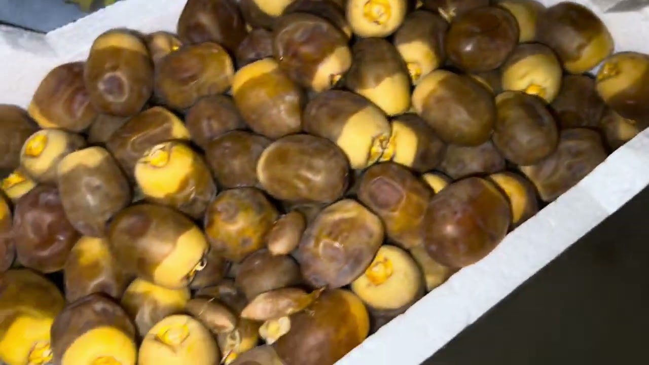 فلوق اخر يوم في الباحة
