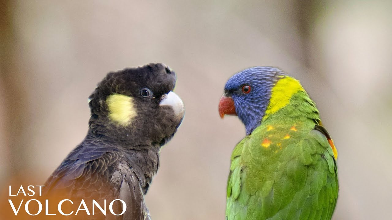 Десять моих любимых птиц!