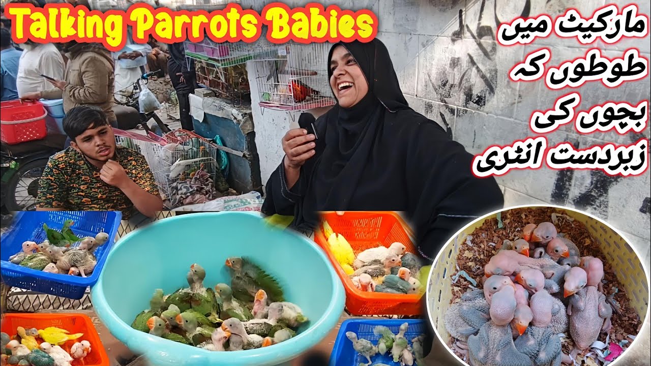 Biggest Parrot Sunday Lalukhet Birds Market 2024 Update | Urdu / Hindi @SYEDBIRDS