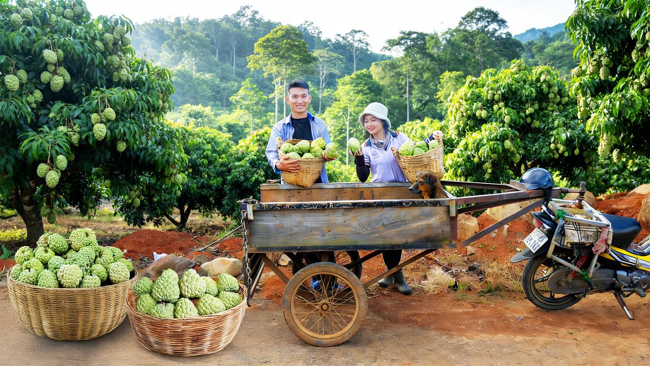 Harvest Custard Apples To Sell At The Market, Take Care Of The Vegetable Farm And Livestock