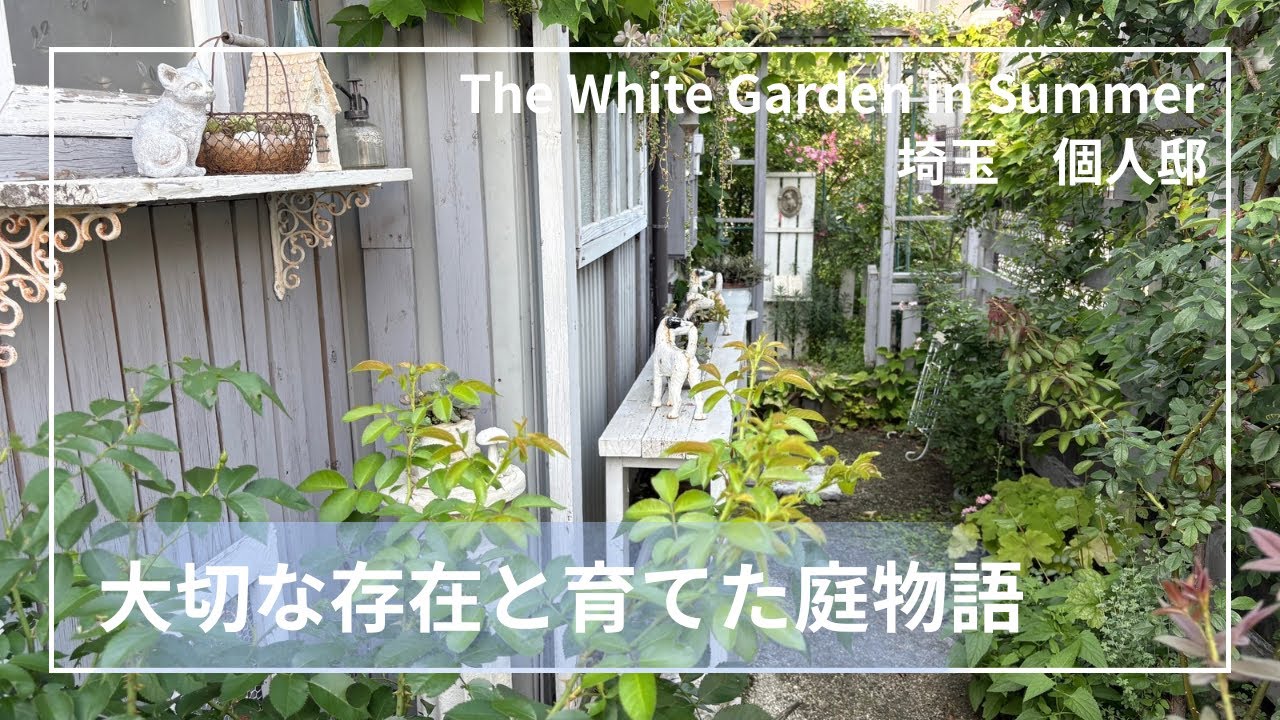 夏のホワイトガーデン𓆸亡き愛犬と愛猫と暮らす想い出の庭𓆸埼玉個人邸