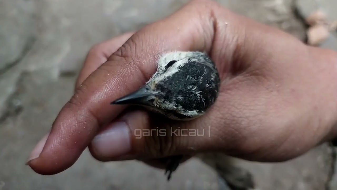 BURUNG MIRIP ULAR INI TERNYATA MEMILIKI SUARA YANG BAGUS‼️