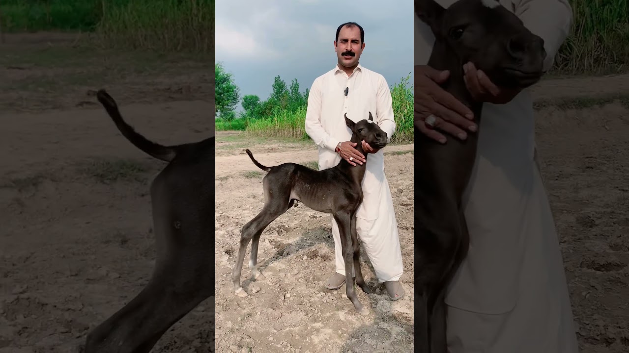 Horse For Sale In Pakistan