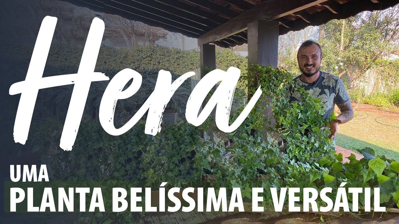 HERA uma PLANTA BELÍSSIMA E VERSÁTIL
