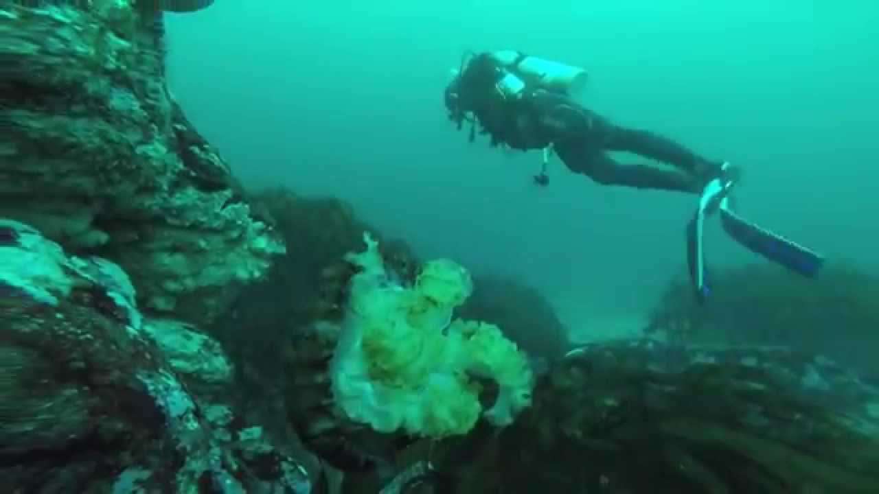 Buceo en Cifuncho