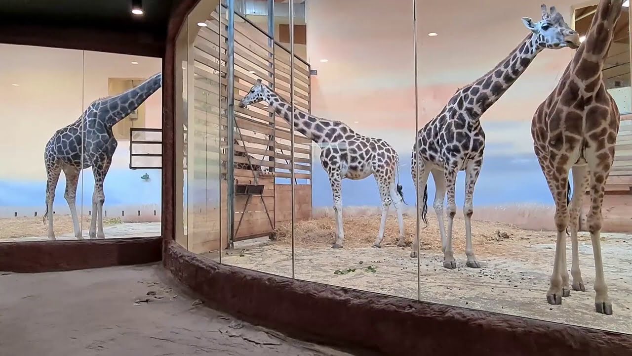 „Projděte se“ po Zoo Praha: Jak se mají žirafy? (Václava Podhráská)