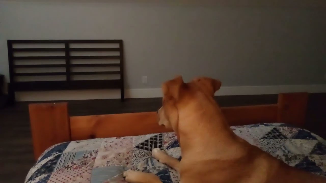 Penny-dog & Kitty a'wrastlin' 03
