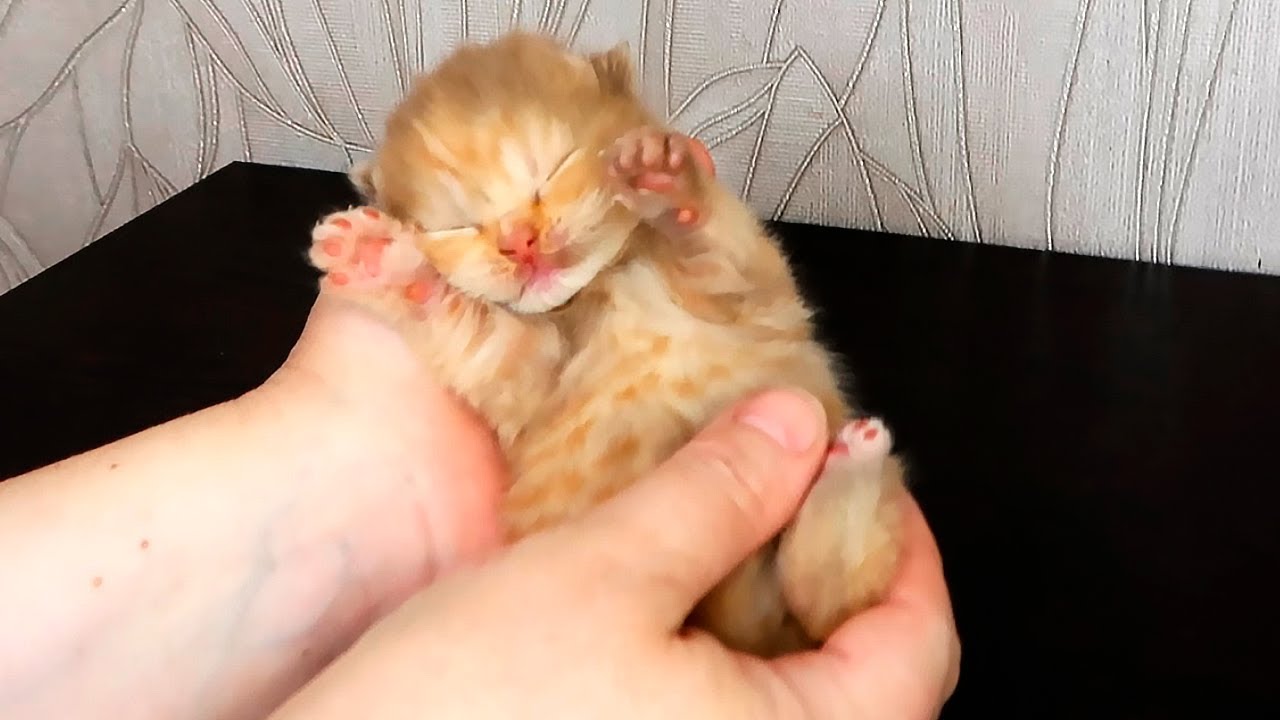 Meet the Cutest 12 Day Old Kittens and Their Adorable Meows