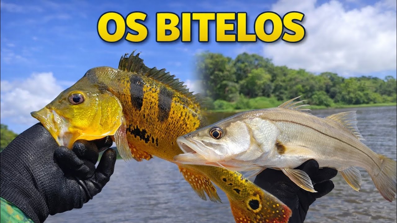 Pescaria muito top , com os  amigos e saiu os bitelos lindos .