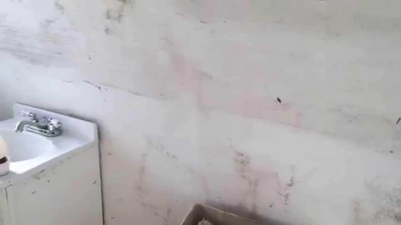 Black Mold Remediation in Oakbrook, IL Basement