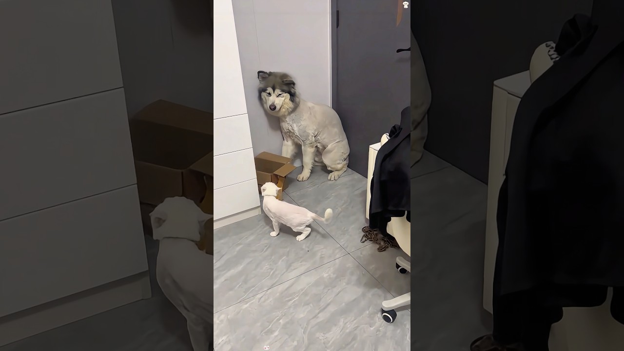 Dog is frightened by kitten 😂 #haha #cat #funnyvideo #dog #dogsoftiktok