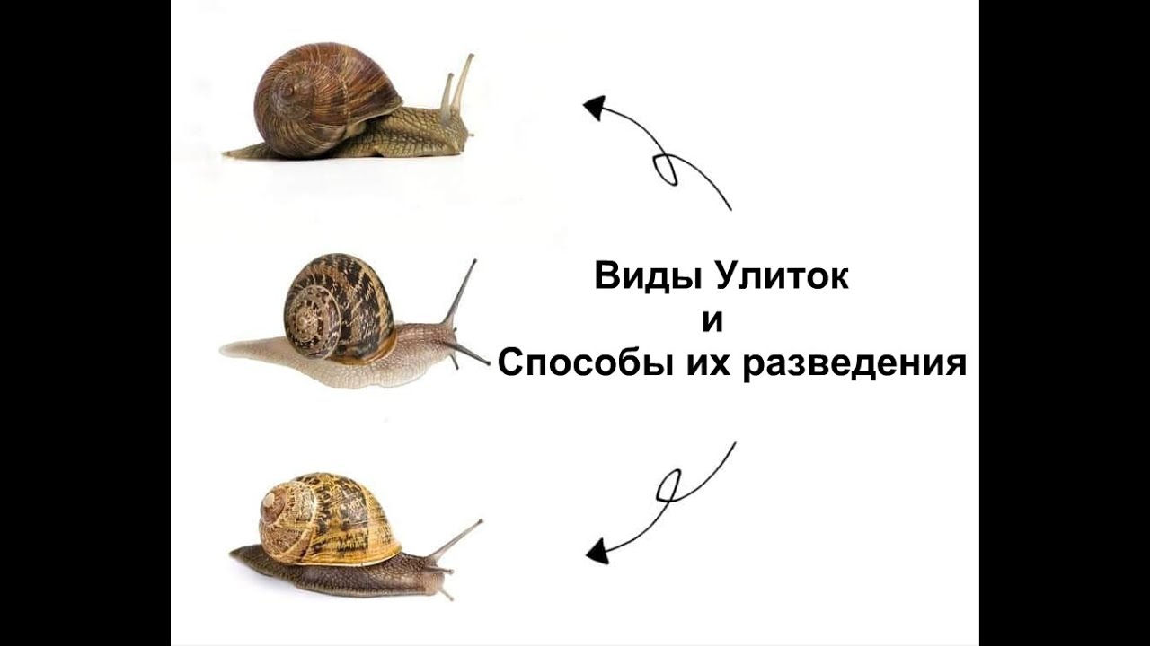 Виды улиток и способы их разведения  | Muller | Разведение | Maxima | Улиточная ферма | Бизнес |