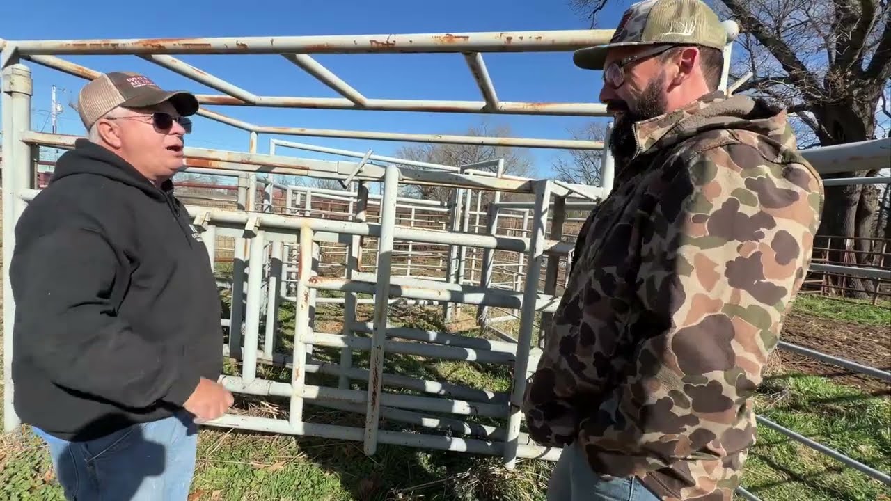 "Longhorn Mini" Cattle Chute - P & C Cattle Panels 