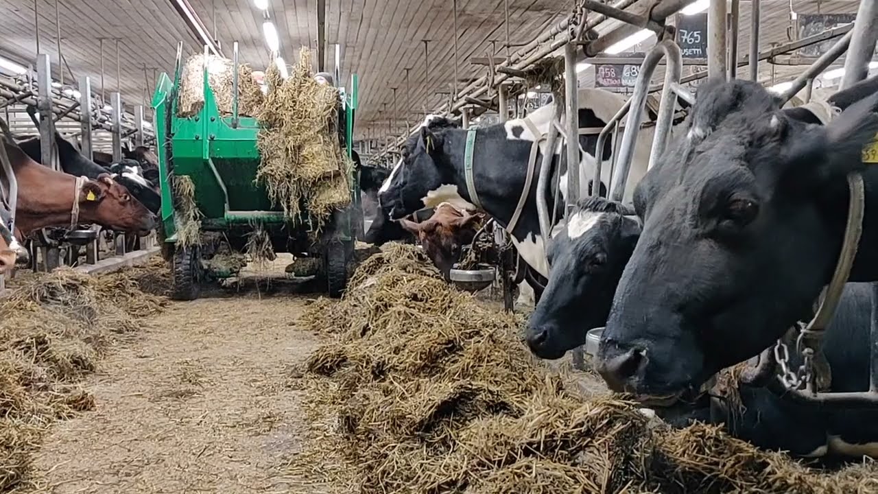 Nautojen ruokintamenetelmi&auml;