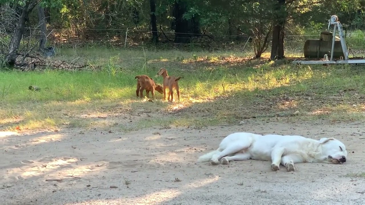 Twin goats born here about a month ago. Rejected bottle babies