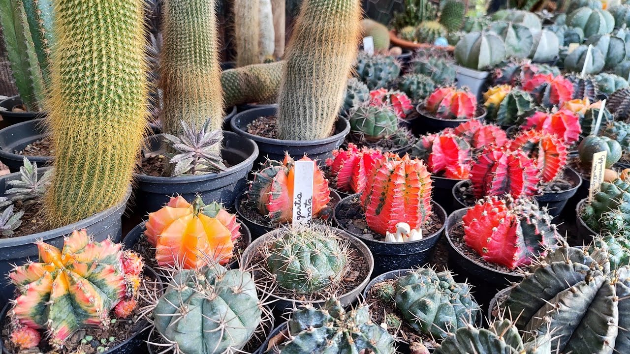 Meus Gymnocalycium variegatas da coleção, como são lindosss 💚❤️💛