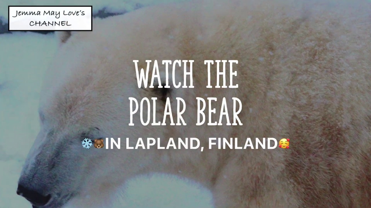 A Glimpse of Polar Bear | Lapland | Ranua | Ranua Wildlife Park | Finland  | Jemma May Love