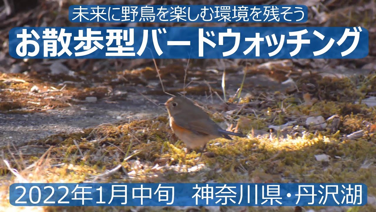 神奈川県・丹沢湖でお散歩型バードウォッチング　(注)ヤマセミは登場しません…　初心者バーダーさん用探鳥イメトレ付き　野鳥解説はあえてありません！