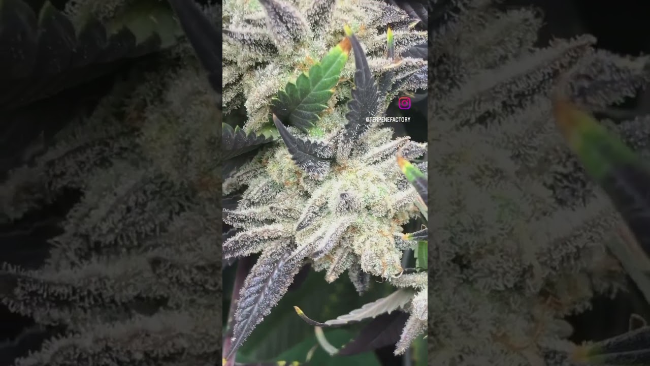 PLATINUM GORILLA (gorilla glue #4 x platinum) inhouse genetic