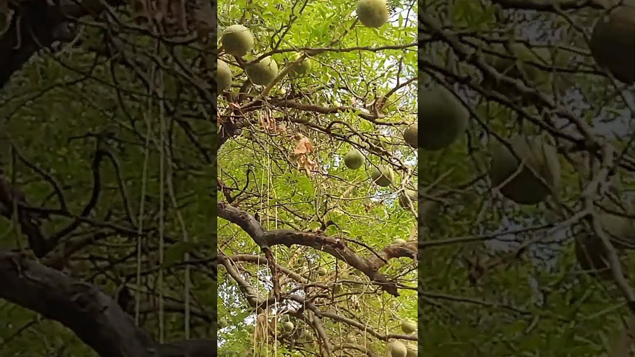 Have you seen Wood Apple Tree? | #Shorts #Short #GreenLucknow #Bael #WoodApple #GoldenAppleTree