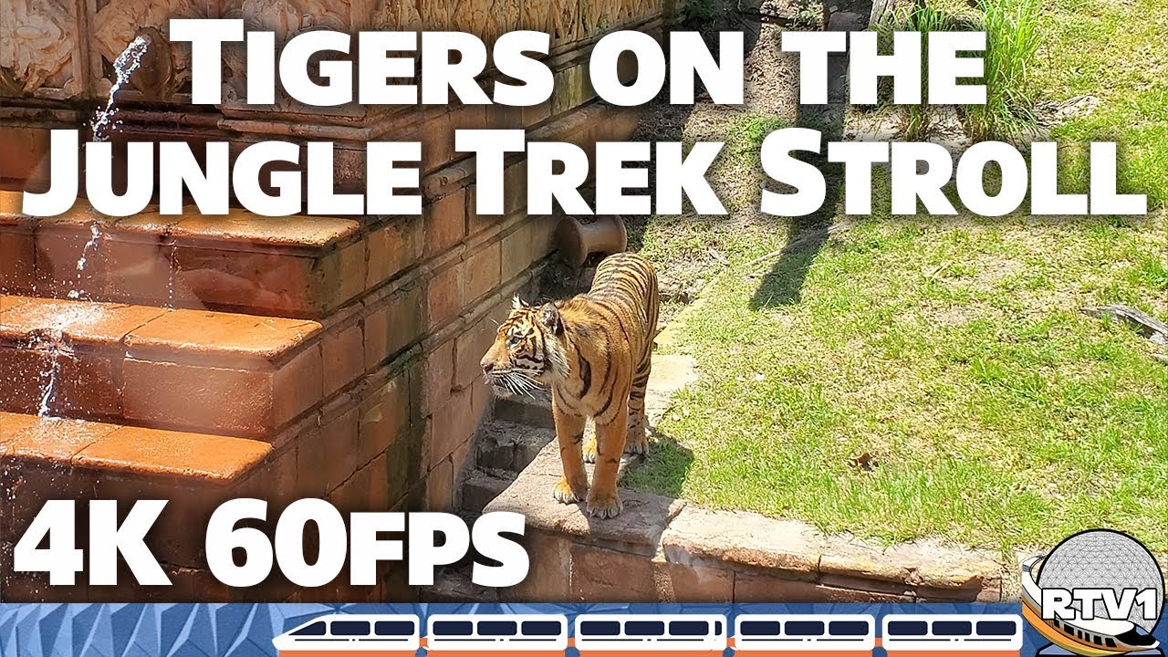Maharajah Jungle Trek with Tigers! Relaxing Stroll in 4K 60fps  - Animal Kingdom - Walt Disney World