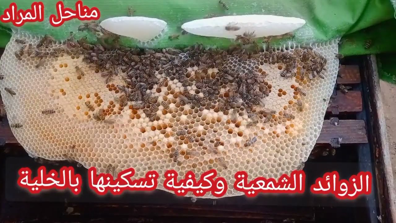 الزوائد الشمعية وكيفية تسكينها بالخلية