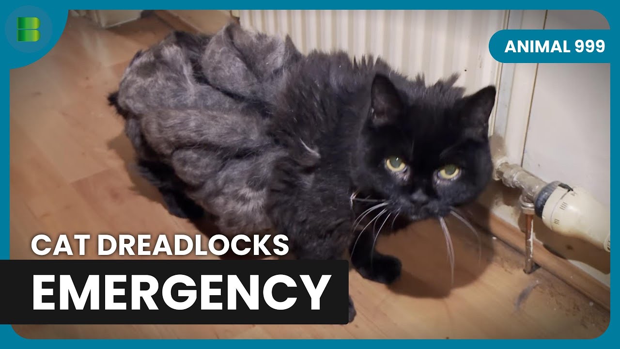 Cat With Dreadlocks Rescued By Scottish SPCA | Animal 999