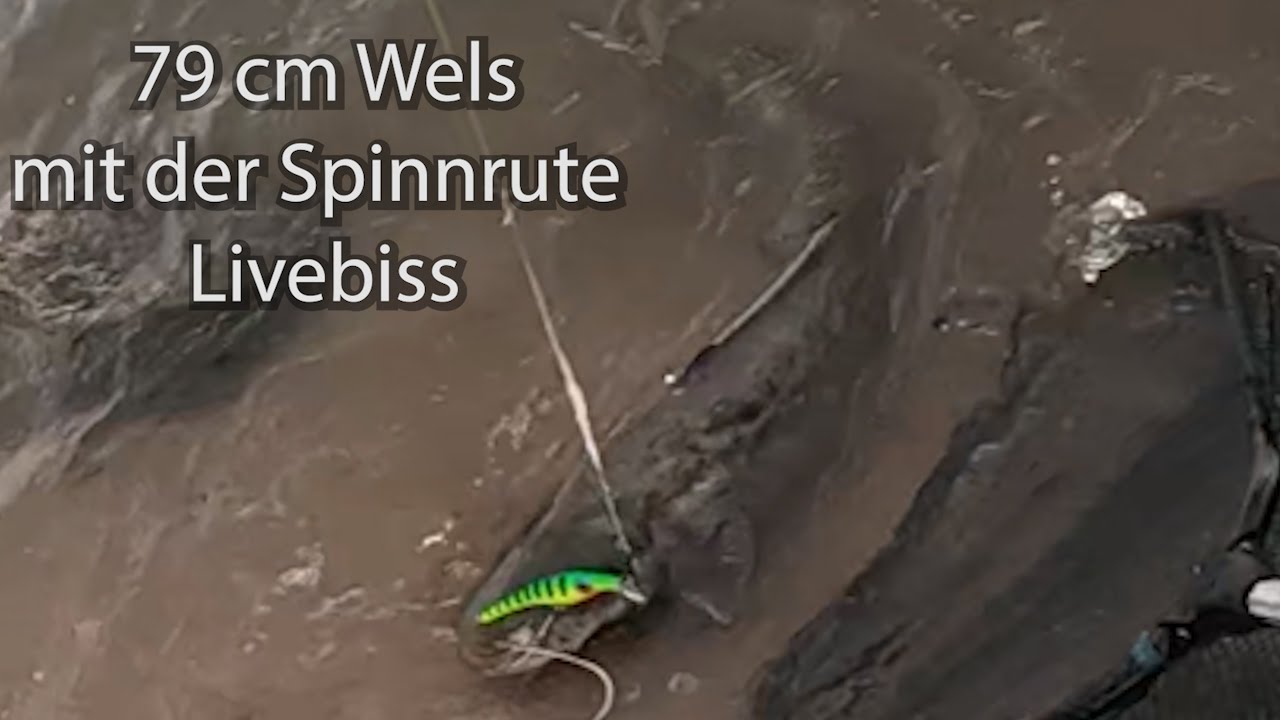 Wels/Waller Livebiss vom Ufer mit einer Spinnrute auf einen Wobbler !