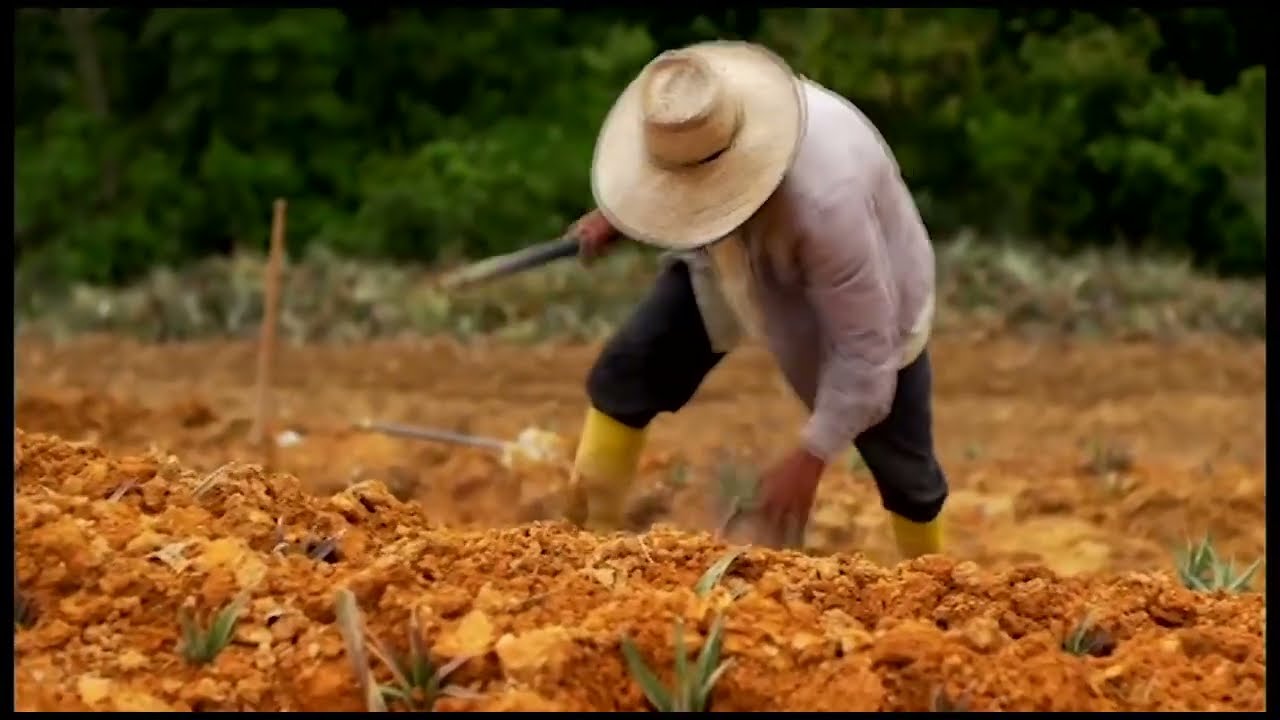 Cultivo de Piña - Lebrija, Santander