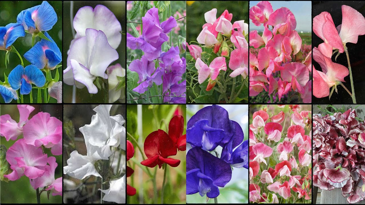 SWEET PEA FLOWER Varieties - Plants Weekly