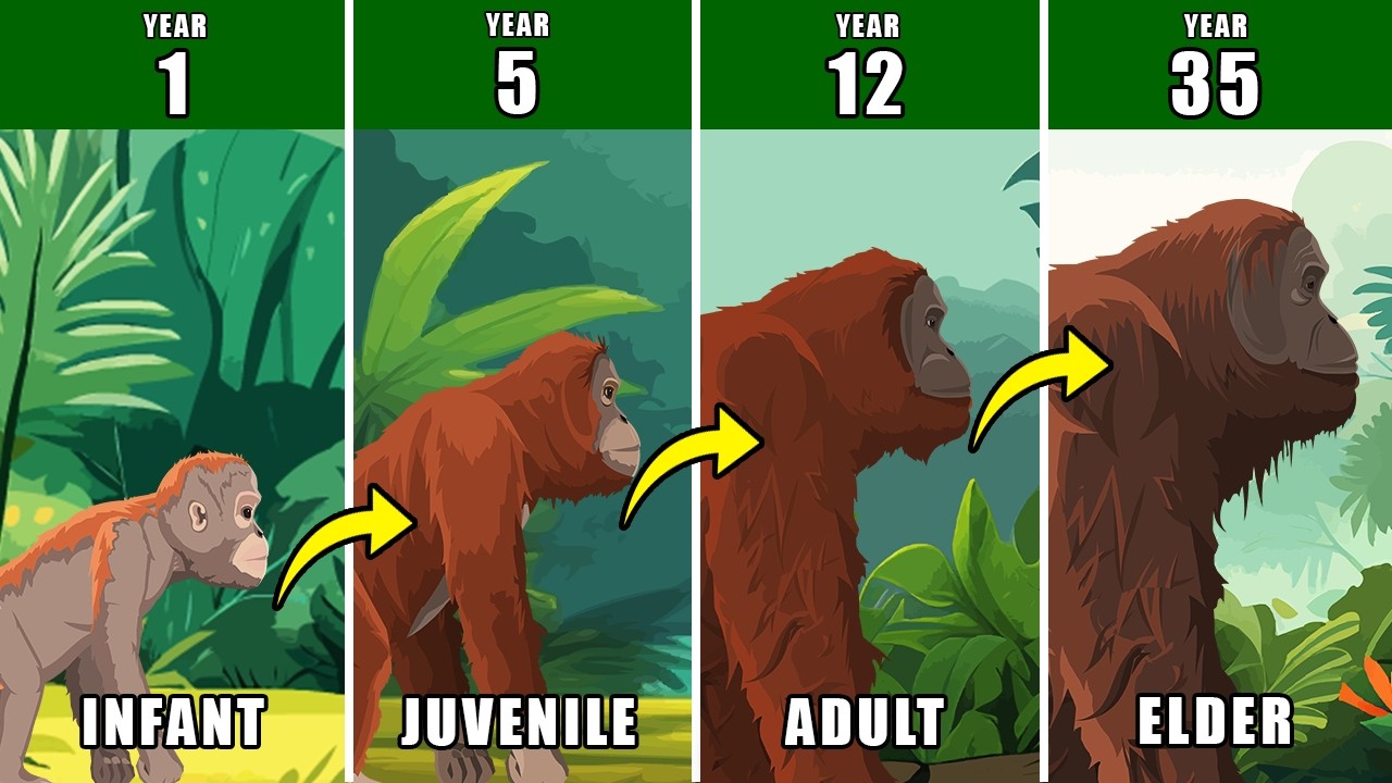 Orangutan Life Documentary